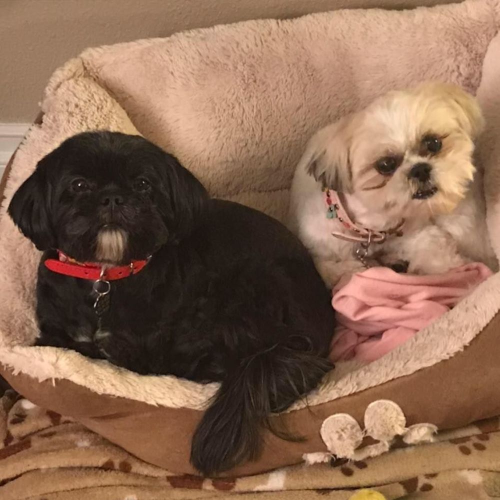 Meet your Posher, Rose